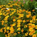 Tagetes patula 'Sunburst orange'
